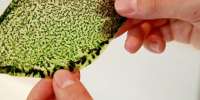 Jovem cria folha artificial capaz de gerar oxigênio
