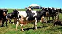 Laranjeiras - Com foco na produtividade e lucratividade, Seama realiza Dia de Campo sobre pecuária leiteira