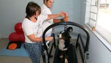 Cães também têm programa para ficar &quot;sarados&quot; no verão