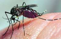 Aedes Egypti.