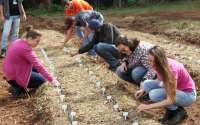 Laranjeiras - UFFS: Campus inicia experimento com novas cultivares de morangueiro originárias da Itália