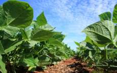 No Paraná, Campanha Plante seu Futuro reduz pela metade o uso de químicos