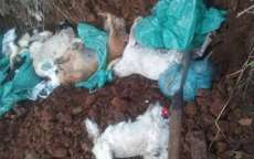 Cerca de 14 cães foram encontrados mortos em terreno baldio