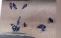 Vídeo de pombos sendo moídos com cevada não é no Brasil