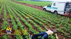 No Paraná homem é encontrado degolado em plantação