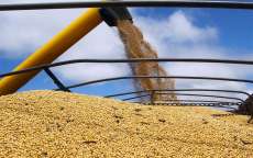 Colheita de grãos do Paraná será 8% menor neste ano