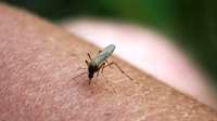 Por que algumas pessoas são picadas por mosquitos mais que outras?