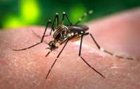 Em uma semana, 1.282 casos de dengue são confirmados no Paraná