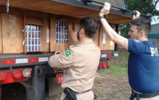 Laranjeiras - PRF apreende 350 mil carteiras de cigarro em carreta na BR 277