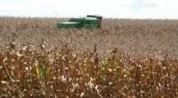 Paraná deve ser o maior produtor de milho em 2013, segundo IBGE