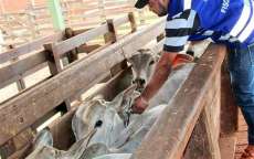 Produtor que não vacinou rebanho contra febre aftosa está sujeito a multa de R$ 107,58 por animal não vacinado