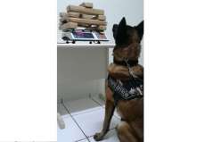 Maconha é apreendida com auxílio de cão
