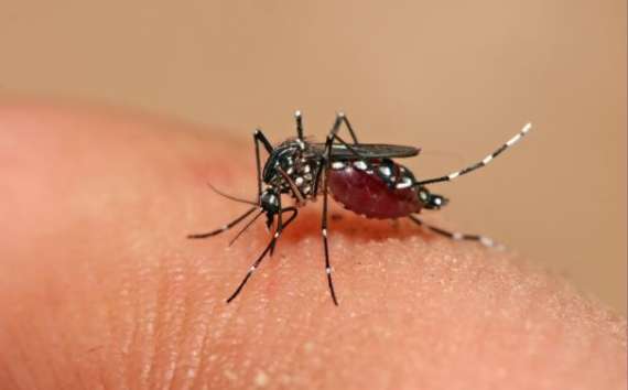 Palmital - Cidade está em alerta por causa da Dengue