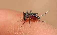 Palmital - Cidade está em alerta por causa da Dengue