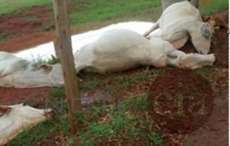 No Paraná, raio mata 14 cabeças de gado