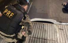 No Paraná, em apenas nove meses, polícia apreende 76,7 toneladas de drogas