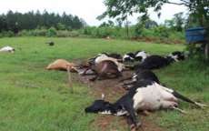 Raio mata 18 vacas e deixa prejuízo de cerca de R$ 100 mil