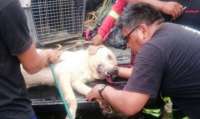 Cachorro morre de exaustão após ajudar a socorrer vítimas de terremoto no Equador