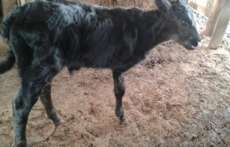 Bezerro nasce com apenas tr&ecirc;s patas