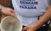 Casos de dengue caem 98% no Paraná