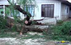 Laranjeiras - Ventos fortes causam quedas de arvores na cidade. Veja o vídeo