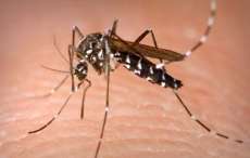 Dois casos autóctones de zika vírus são confirmados em Paranaguá