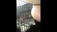 No Paraná, presos fazem rebelião e postam vídeo. Assista