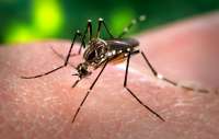 Quedas - Secretaria de Saúde notifica três pessoas com suspeita de dengue