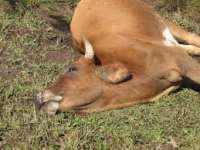 Rio Bonito - Caso de raiva bovina é confirmado no município