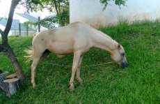 Laranjeiras - Cavalo furtado em Nova Laranjeiras é encontrado com menores