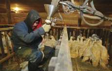 Paraná poderá proibir foie gras. Saiba o que é e como é produzido essa iguaria da culinária