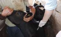 Candói - Município lança calendário de vacinação bovina contra Brucelose