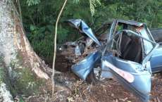 Motorista perde o controle da direção e bate em árvore na BR-277