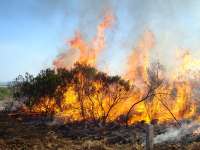 Paraná alerta para prevenção de incêndios em vegetação