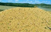 Paraná poderá colher 19 milhões de toneladas de soja, maior safra da história