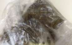 Haitiano é flagrado com maconha e diz que era para fazer chá