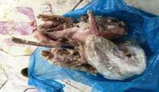 Gambás temperados em freezer levam à interdição de restaurante em SC
