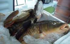 Candói - Polícia prende dois homens por pesca predatória