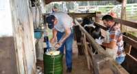 Reserva do Iguaçu - Programa de Melhoramento Genético beneficia produtores do município