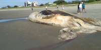 Baleia jubarte com cerca de 15 metros é encontrada morta na praia de Matinhos