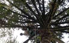 Copel alerta para cuidados na colheita do pinhão