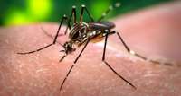 Quedas - Número de casos notificados de dengue pode chegar a trezentos