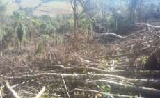 Porto Barreiro - Crime ambiental é registrado em aproximadamente 15 hectares