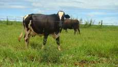 Candói - Secretaria da Agricultura reforça campanha de vacinação contra a brucelose