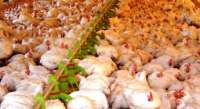 Paraná bate mais um recorde de exportação de frango