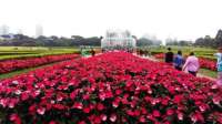 Flor no Jardim Botânico foi desenvolvida no Japão