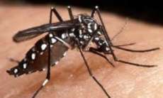 Paraná - 15 municípios saem da situação de epidemia da dengue