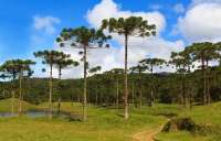 Paraná terá política para florestas plantadas