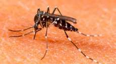 Espigão Alto - Município realiza arrastão contra a dengue