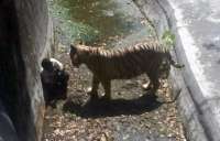 Estudante morre atacado por tigre após entrar em jaula de zoológico na Índia. Veja o vídeo